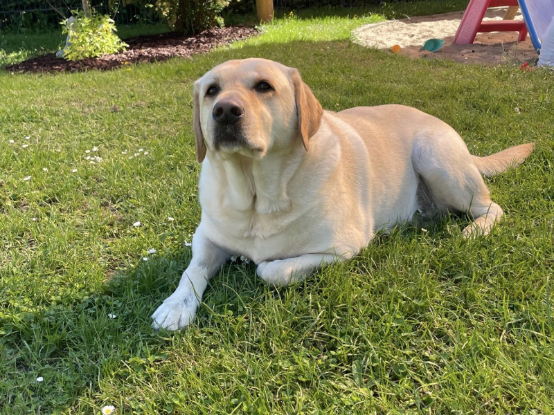 Sammy